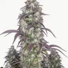 LEMON PIE Auto